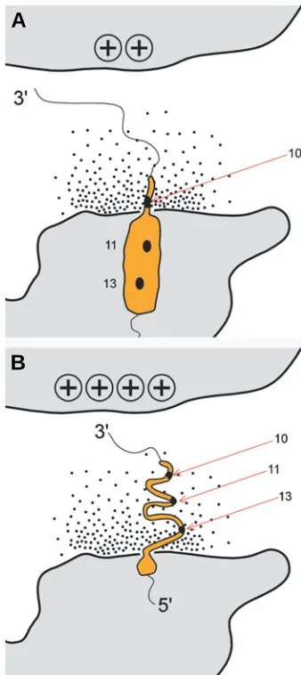 Fig. 4. pulls stretches the fiber and pulls all threeelectrophoretic force from the opposite Chromosome Territory surfaceDetail of Fig
