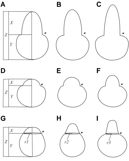 Fig. 1. Scheme illustrating the variation patterns in the imaginaryexample of morphogenesis.ration boundary positioning; r1-3, radii of curvature; for other explana-X,Y,Z, measurements characterizing the shape; arrows, outgrowth sepa-nent