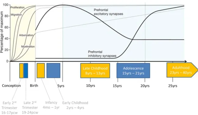 Figure 1.2.1. Trajectory of major brain developmental processes and their relationship to work  performed in this thesis