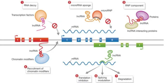 Figure 1.2.2.  Schematic of some experimentally validated functions of ncRNAs.  Long non- non-coding RNAs, one class of ncRNAs, have been demonstrated to act through a variety of mechanisms  to modulate gene expression