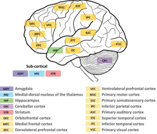 Figure 2.0.2. Graphical representation of brain regions assessed. Representation of the 16  structures that full BrainSpan dataset contains