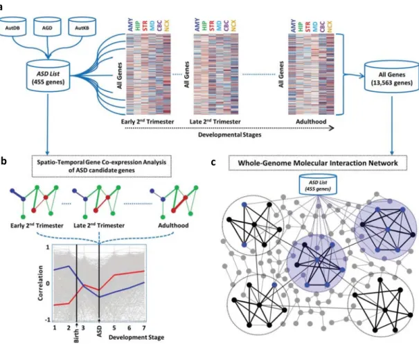 Figure 2.2.1. Graphical Representation of methodology used in this analysis. (a) Each  heat-map shows the expression of all genes across six representative brain regions in three  representative developmental stages