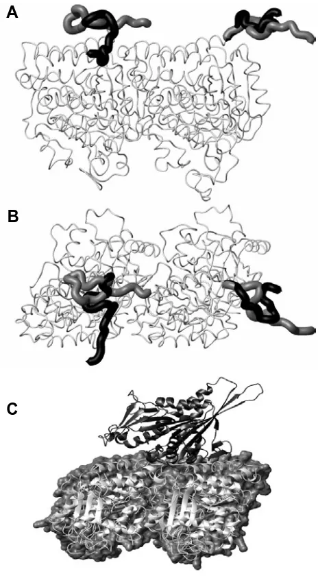 Fig. 10. Microtubule surface decorations. Two states of the C-terminaltail are shown: 1IA0 (Kikkawa, 2001) and shows two monomers from adjacent dimersangles looking in from the outside of a microtubule