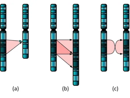 Figure 1.2: Deletion (a), duplication (b) and inversion (c) are all chromosome  abnormalities that have been implicated in autism (Beaudet, 2007)