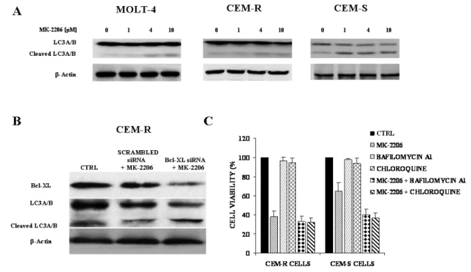 Figure 12.  MK-2206 induces autophagy and siRNA down-regulation  increases MK-2206-dependent cleavage of  LC3A/B