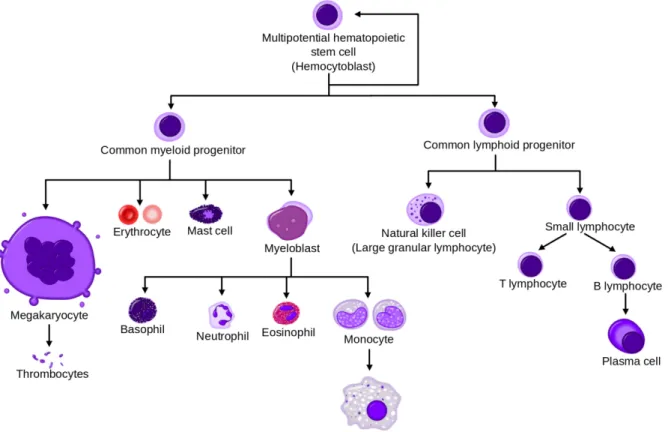 Figure 1: Scheme of myeloid and lymphoid cells maturation. 
