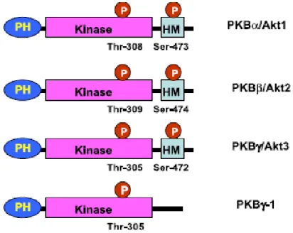 Figure 2. Scheme of the Akt isoforms structure. 