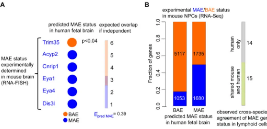 Figure 1. Experimental confirmation of fetal brain MAE status in mouse neural cell lines and  tissue