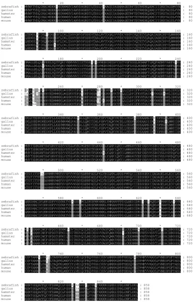 Fig. 1. Alignments of zebrafish, Chinese hamster, Gallus gallus, human and mouse EF-2