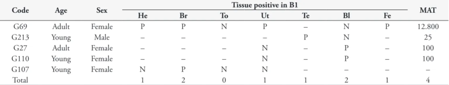Table 3. Results of nPCR (B1 gene) for DNA samples positive for T. gondii obtained from the tissues and blood of domestic cats from the  Parque da Cidade and the relation with the serology results (MAT ≥ 25), Natal, Rio Grande do Norte, Brazil, 2013.