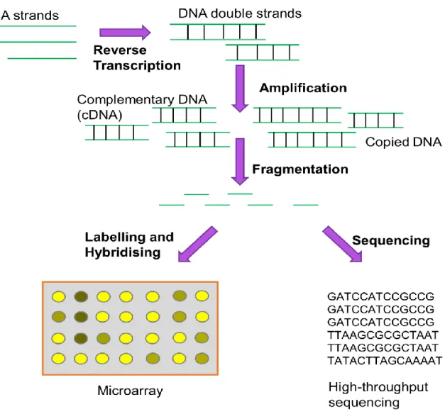 Figure 1.3 Two Ways to Measure DNA and RNA. For RNA experiments, the molecules are  firstly converted into DNA