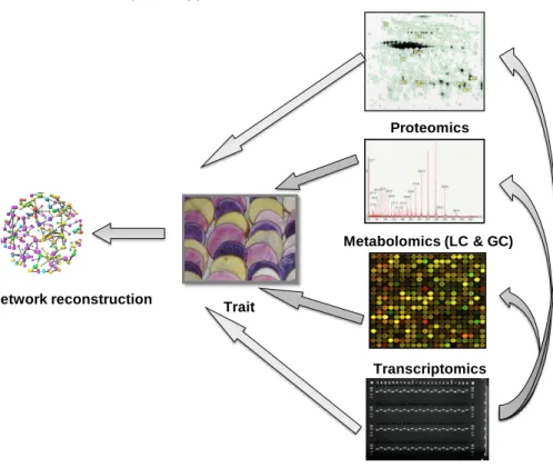 Figure  2:  Integration  of  ~omics  data  sets  (transcriptomics,  metabolomics  and  proteomics)  and  markers  with  one  trait  (here,  flesh  colour)  at  a  time  to  identify  important metabolites, genes and proteins associated with flesh colour, f