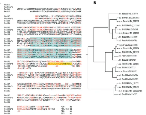 Fig. 1. The FoxN subclass in Xenopus laevis. are indicated by dashes. The fork head domains and the amino acids encoded by an additional exon VI (present in FoxN3a but not in FoxN3b) arecoloured.(A) Comparison of amino acids of FoxN proteins