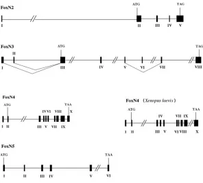 Fig. 2. Genomic organisation of FoxN genes in Xenopus tropicalis. Mapping ofals. Genes have been identified at scaffold 111 9 sequenced in gene structure was analysed by Ensembl