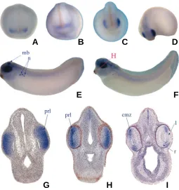 Fig. 6. Whole mount in situ hybridisation of FoxN4. Anterior view ofsections shown in (H-I)