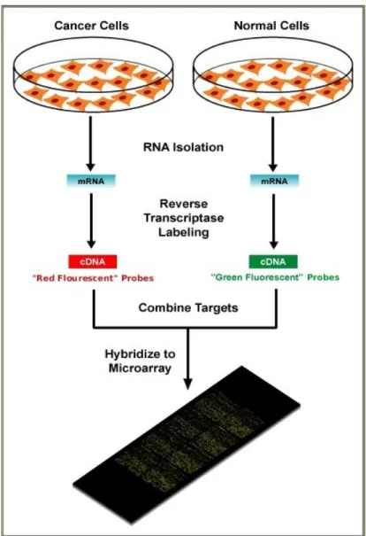Figure 1.1 Illustration of a two-color microarray experiment 