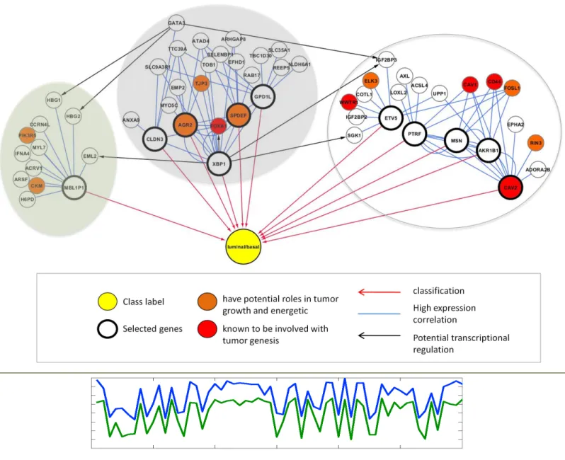 Figure 1.2 An example of gene multiplicity and its implications.  