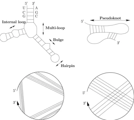 Fig. 1. From left to right and top to bottom, a pseudoknot free and a pseudoknotted structure in their base pair structure and polymer graphs