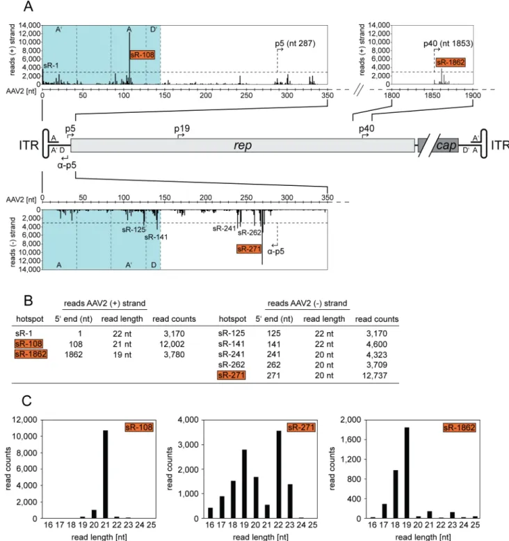 Fig 3. Small RNA-Seq: Detailed mapping of small AAV2-specific reads to both strands of the genome