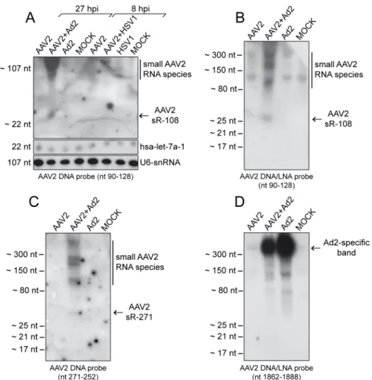 Fig 4. Detection of AAV2-specific small RNAs by Northern blot analysis. (A) Northern blot analysis of DNase treated total RNA extracts from HeLa cells, either none infected (Mock), or infected with AAV2, AAV2 and Ad2, AAV2 and HSV1, Ad2, or HSV1, harvested