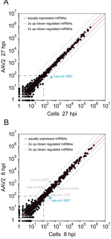 Fig 6. Effect of AAV2 infection on the expression of cellular miRNAs. (A) The expression levels of 979 described cellular miRNAs were analyzed by small RNA-Seq analysis in AAV2 infected versus uninfected HeLa cells at 27 hpi