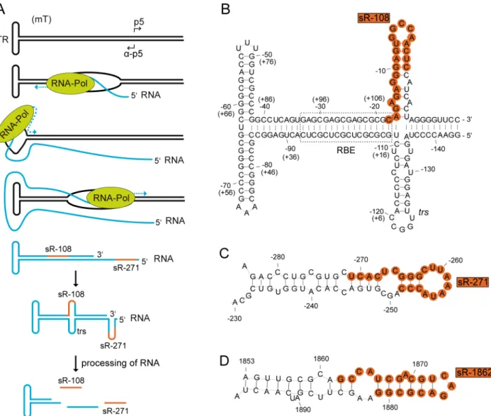 Fig 7. Model for the putative generation of the AAV2 small RNAs derived from the ITR and secondary structure formation