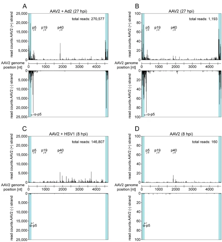 Fig 1. Small RNA-Seq: Read mapping of small AAV2-specific RNAs to either strand of the genome