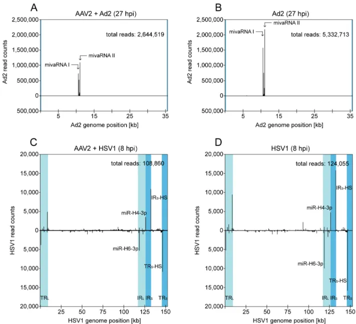 Fig 2. Small RNA-Seq: Mapping of small RNA reads to the genomes of Ad2, or HSV1. (A) Mapping of Ad2 reads identified by the small RNA-Seq analysis to the Ad2 genome in AAV2/Ad2 co-infected HeLa cells 27 hpi