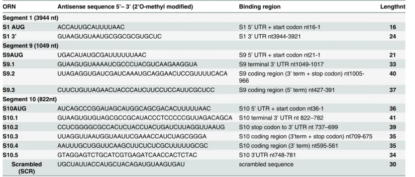 Table 1. The 2 ’O-methyl modified antisense oligoribonucleotides (ORNs) used for in vivo and in vitro studies.