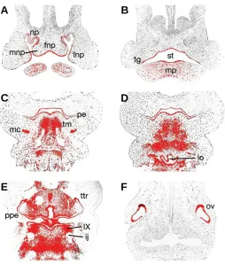 Fig. 2. Tbx1 expression in the craniofacial region of the developing mouse embryo at E12.5 (A-D) and E13.5 (E-H)