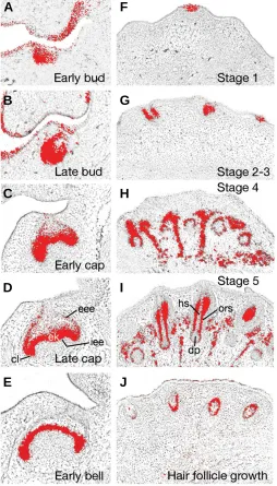 Fig. 4. Tbx1 expression in the developing tooth (A-E) and hair follicle