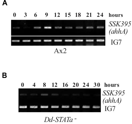 Fig. 1. Comparison of ahhA(SSK395) gene expression in Ax2 and Dd-