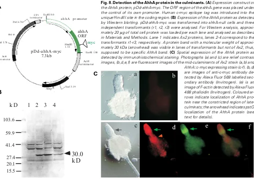 Fig. 7. Knock out mutants of ahhA gene. (A) genomic PCR (data not shown) and RT-PCR (panel b)