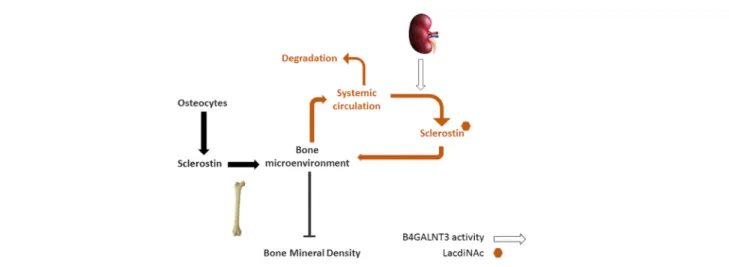 Fig. 4. Proposed exchange of sclerostin between skeletal and systemic compartments. Sclerostin, synthesized by osteocytes, is present within the bone microenvironment but also exchanges with the systemic circulation, where it is produced by several extrask