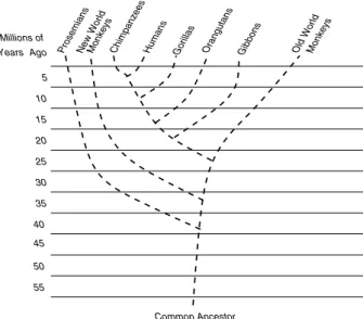 Fig. 1. Phylogenetic tree representing the evolutionary relationship between monkeys and the homo sapiens