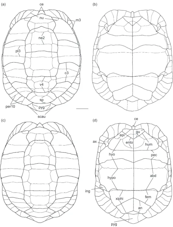 Fig. 1.  Schematic drawings of the shell of Testudo kleinmanni Lortet, 1883.  (a, b) male carapace in dorsal view and plastron in ventral  view; (c, d) female carapace in dorsal view and plastron in ventral view
