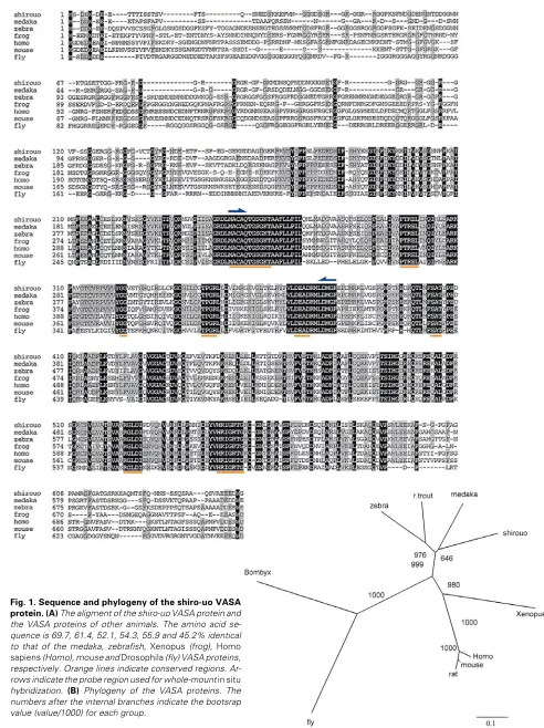 Fig. 1. Sequence and phylogeny of the shiro-uo VASAprotein. (A)to that of the medaka, zebrafish, quence is 69.7, 61.4, 52.1, 54.3, 55.9 and 45.2% identicalrows indicate the probe region used for whole-mount the VASA proteins of other animals