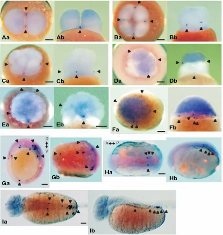 Fig. 2. Whole-mount in situ  hybridization using vasa  probe. (A) 2-cell stage, the vegetal pole