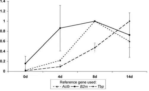 Fig. 1. Expression of Mash1 during neural differentiation of mES
