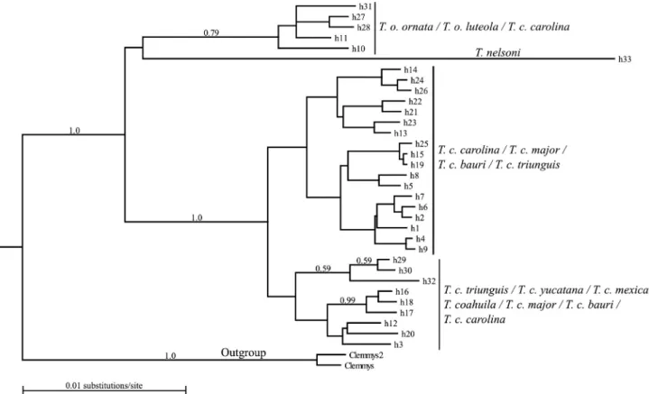 Fig. 3. The glyceraldehyde-3-phosphate dehydrogenase (GAPD) phylogram, generated using PhyML 3.0 and BEAST v1.6.2, consisting of 201 sequences distributed into 33 haplotypes