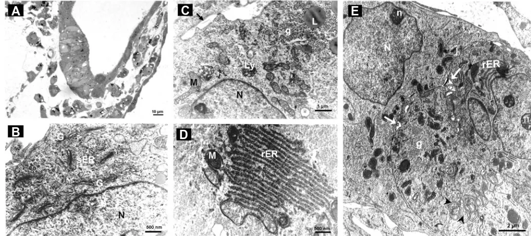 Fig. 6. Ultrastructural characteristics of hepatocyte-like cells in 3D culture at day 28