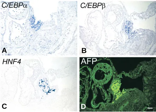 Fig. 1. Wholemount in situ hybridisation staining of C/EBPαααααE9.5 mouse embryos. (A), C/EBPβββββ and HNF4 in C/EBPα