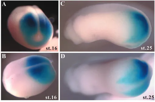 Fig. 3. Spatial expression pattern of Xtbx6r revealed by in situ hybridization. (A-C)
