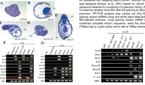 Fig. 7 (Left). Xtbx6r induces anterior neuroectodermal markers in animal cap explants