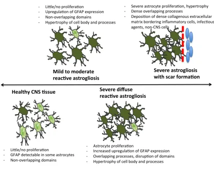 Figure    1.3.    Representation    of    the    progression    of    different    stages    of    reactive    astrogliosis