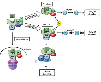 Figure   1.4.   Early   and   late   dopamine   receptor   signalling.   Activation   of   the   dopamine   receptor   leads   to   differing   downstream   signalling   for   D-­‐   and   D1-­‐class   subtypes
