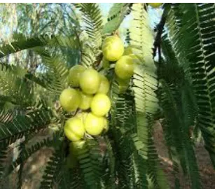 Fig: 4 Fruits of Amla[9] 