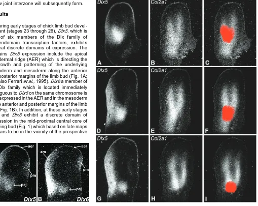 Fig. 1 (Left). Expression domains of Dlx5 (A) and Dlx6 (B) in the developing chick wing bud at stage 25 (A) and stage 26 (B)