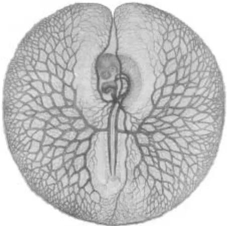 Fig. 2. A Pander perspective of the embryo. Drawing of a chick embryoshowing the first circulation, by d’Alton (Pander 1817b, Plate VIII).