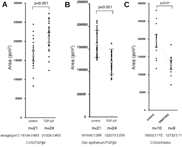 Fig. 7. The size of the CVG and otic epithelium in culture. The areas of the CVG each panel